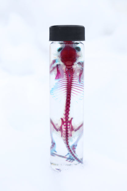 Diaphonized Juvenile African Soft Fur Rat