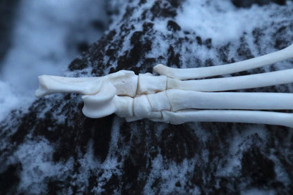 Bobcat Paw Articulation