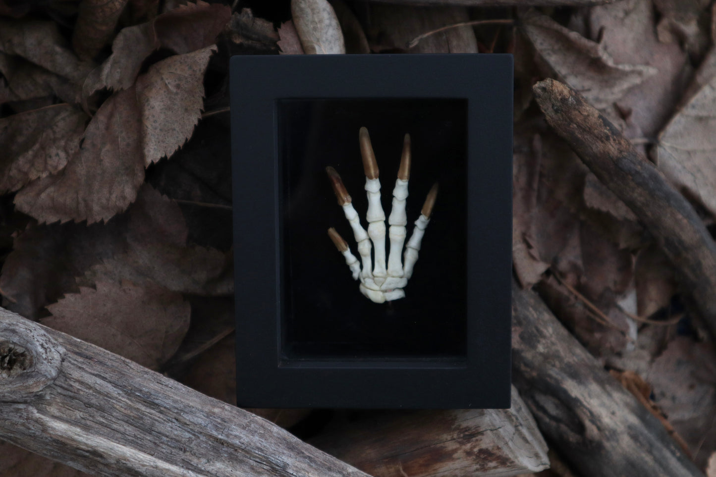Beaver Paw Articulation