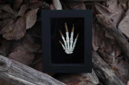 Beaver Paw Articulation