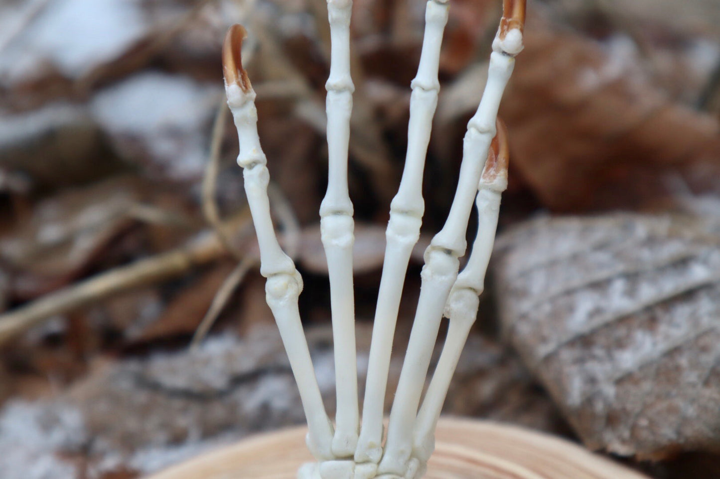 Raccoon Paw Articulation in Glass Dome