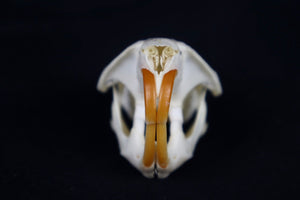 Muskrat Skull