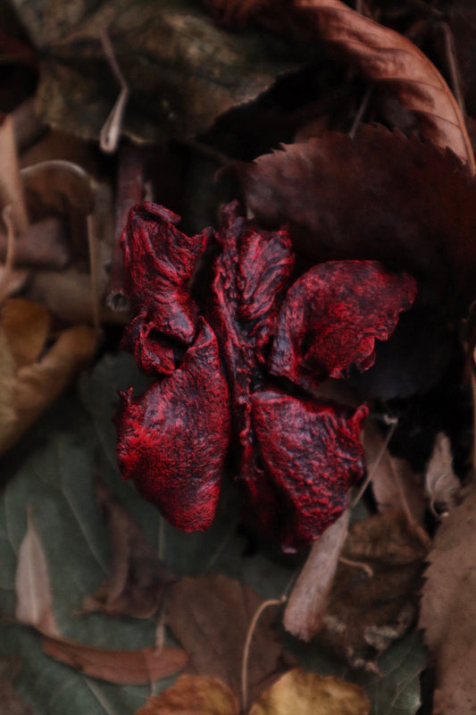 Dry Preserved Red Fox Lungs