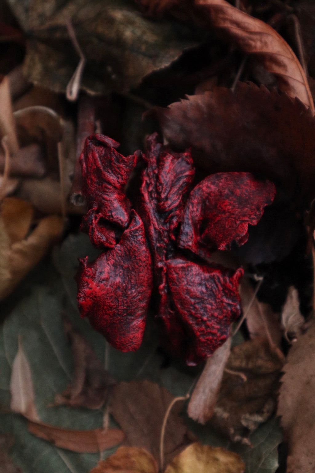 Dry Preserved Red Fox Lungs