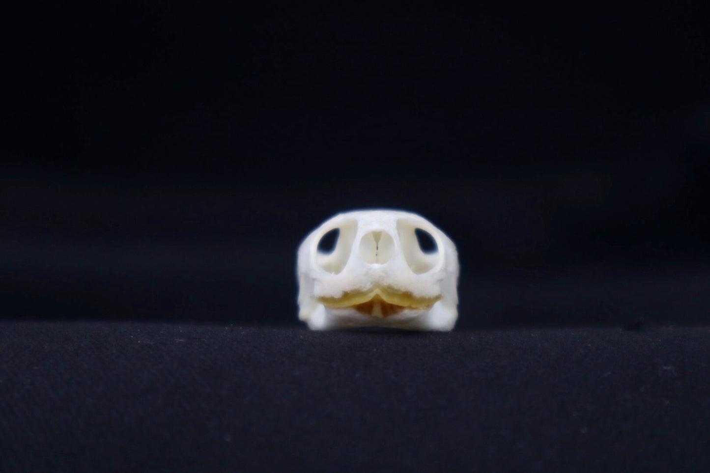 Red Eared Slider Skull