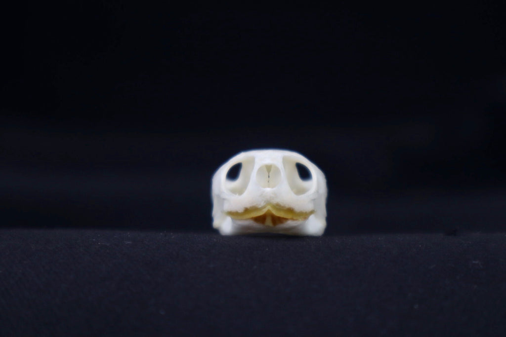 Red Eared Slider Skull