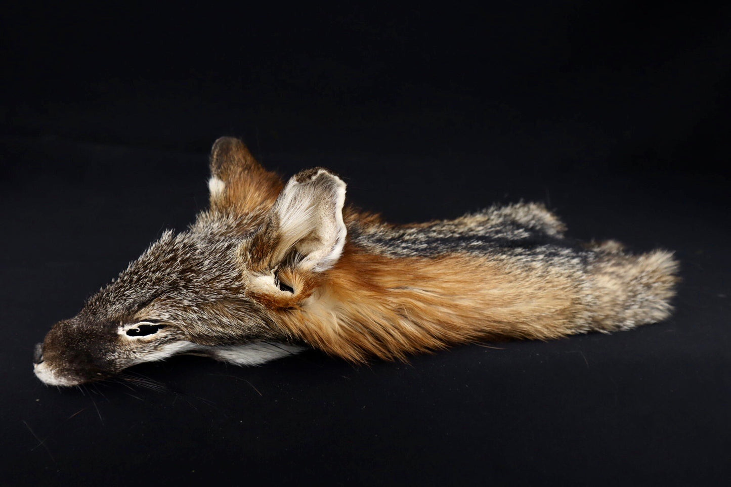 Gray Fox Face/Cape
