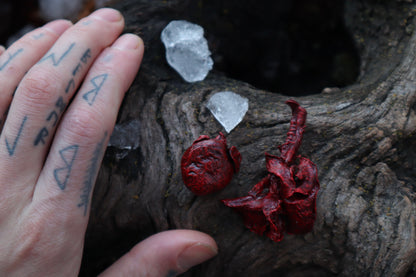Dry Preserved Cottontail Rabbit Heart and Lungs