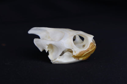 Red Eared Slider Skull