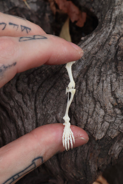 Mole Leg Articulation