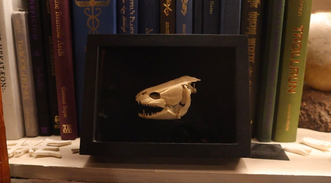 Reserved for Brandon - Bisected Bowfin Fish Skull Shadow Box