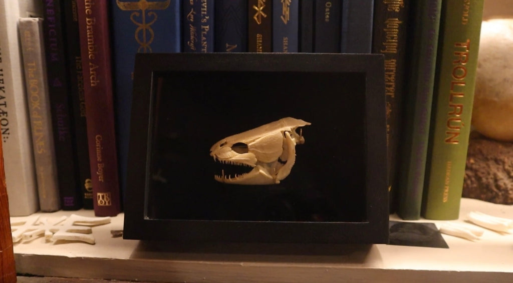 Reserved for Brandon - Bisected Bowfin Fish Skull Shadow Box