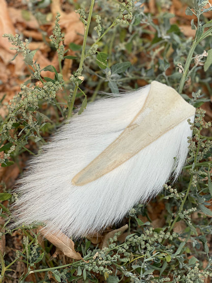 Whitetail Deer Tail