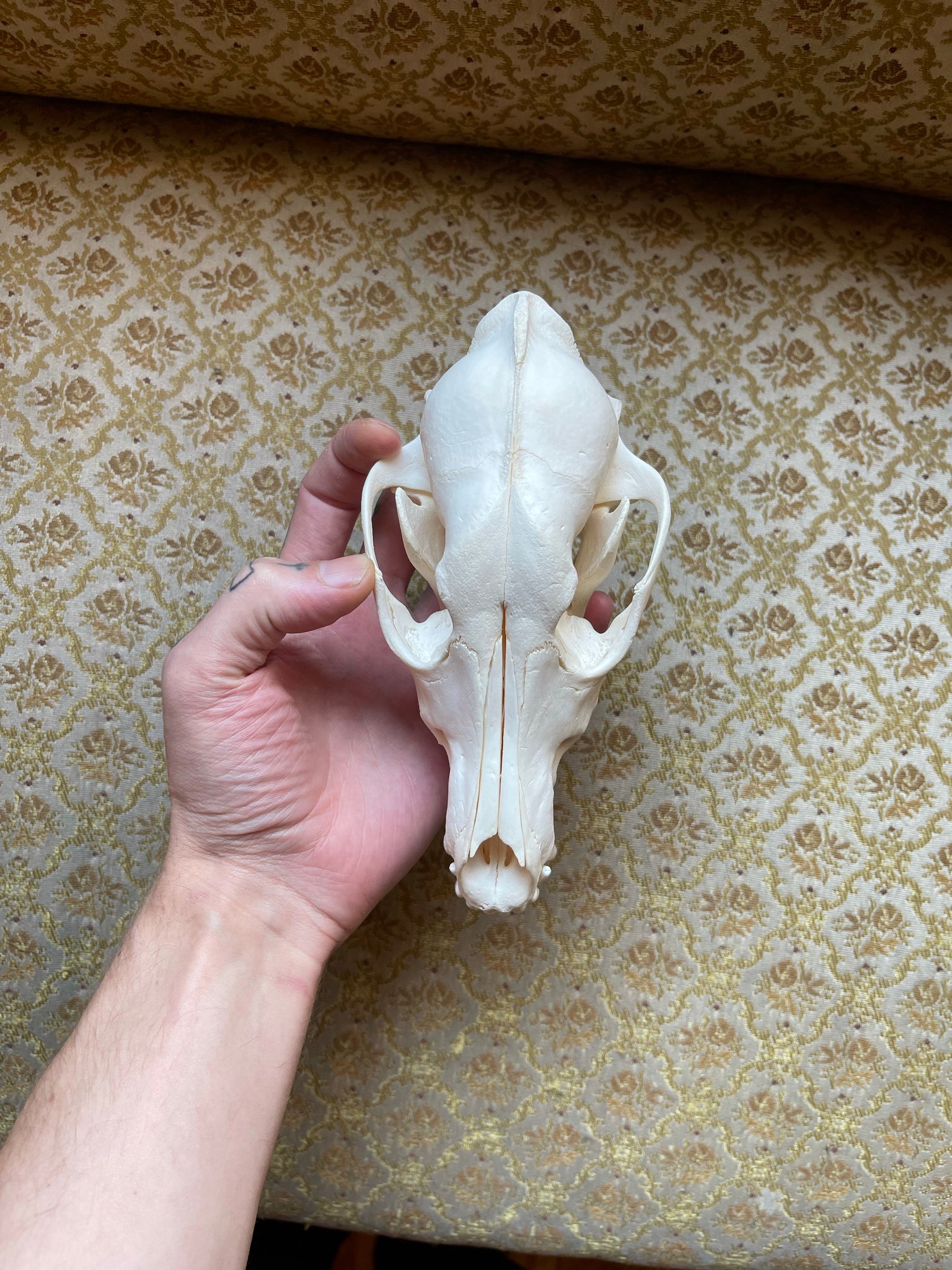 Reserved for Madison - Coyote Skull