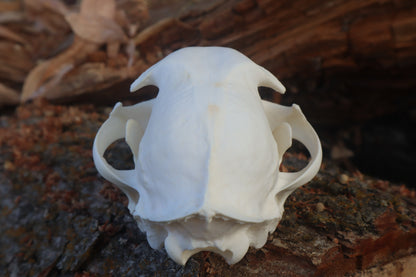 Reserved for Cam - Bobcat Skull