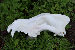 Reserved for Andie - Geriatric Gray Wolf Skull