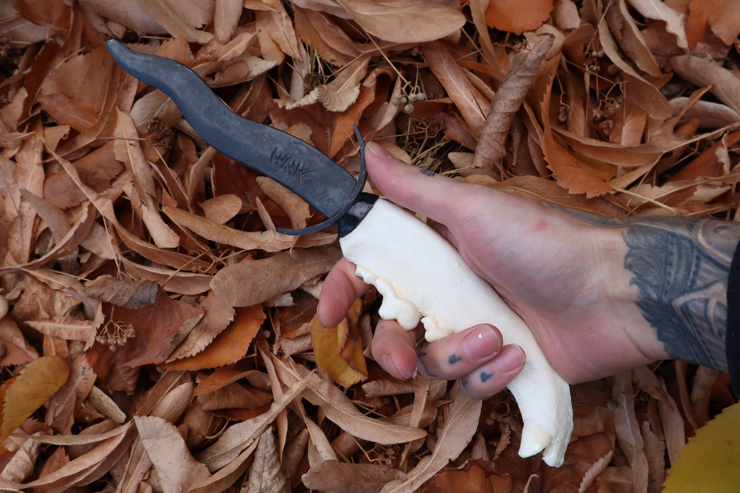 Black Iron Gray Wolf Mandible Knife with Celtic Gray Wolf Mandible Sheath