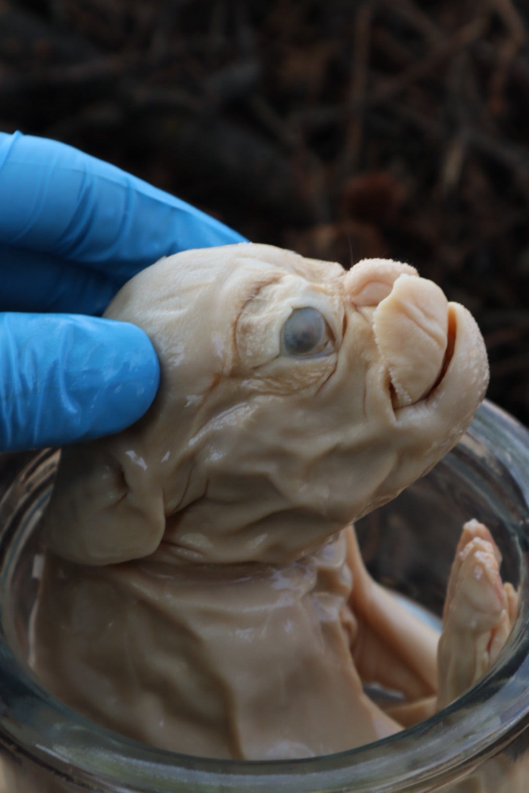 Reserved For Tommy - Wet Preserved Stillborn Piglet With Congenital Disorders