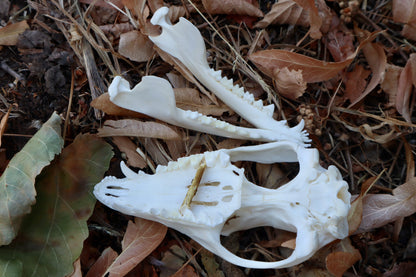 Opossum Skull with Stick Lodged in Mouth
