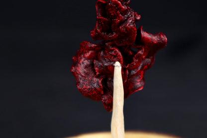 Dry Preserved Kitten Lungs in Glass Dome