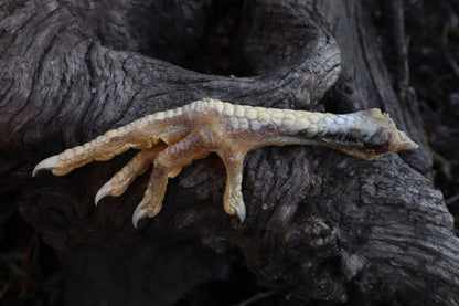 Dry Preserved Chicken Foot