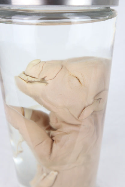 Wet Specimen Piglet with Congenital Disorders