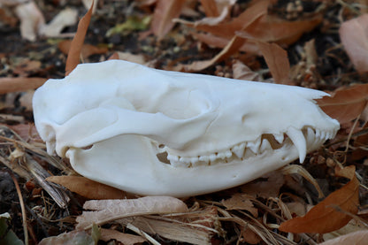 Opossum Skull with Stick Lodged in Mouth