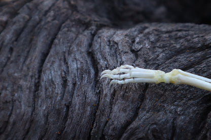 Stillborn Kitten Leg Articulation