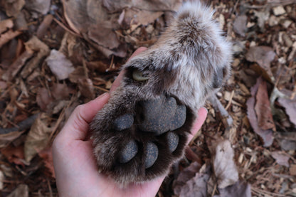 Reserved for Mike - Dry Preserved Mountain Lion Paw
