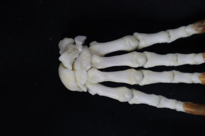 Porcupine Paw Articulation