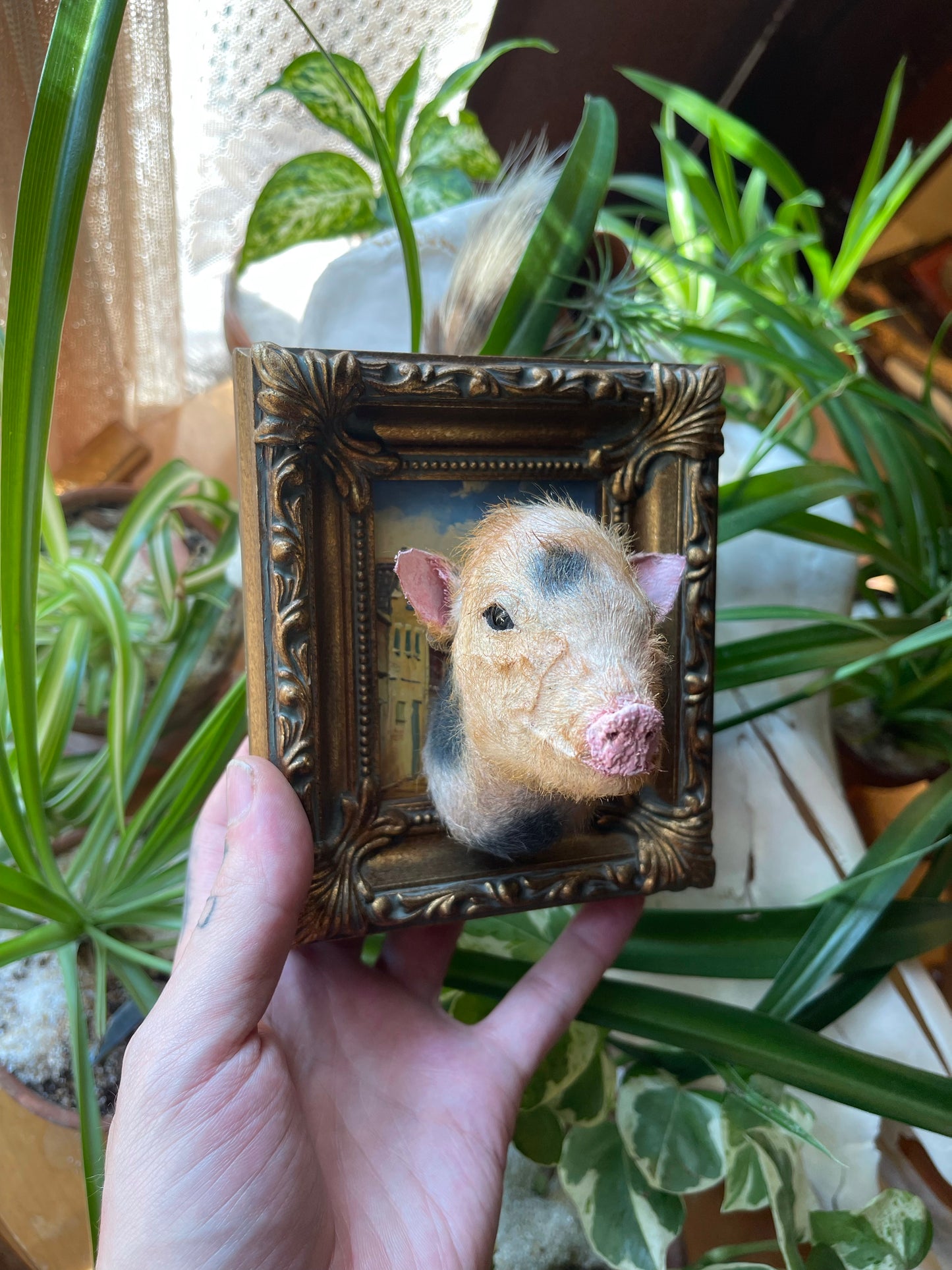 Reserved for Melissa - Framed Taxidermy Piglet