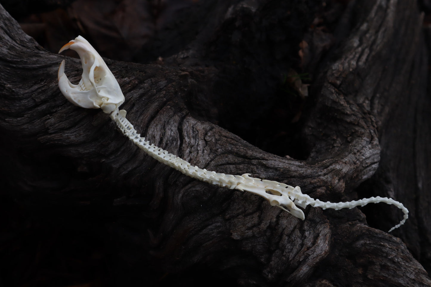 Reserved for Amanda - Gopher Serpent Articulation