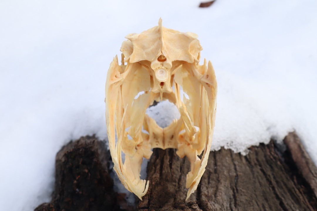 Reserved For Jared - Wrasse Fish Skull