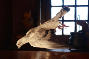 Taxidermy Pigeon