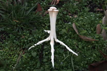 Chicken Foot Articulation