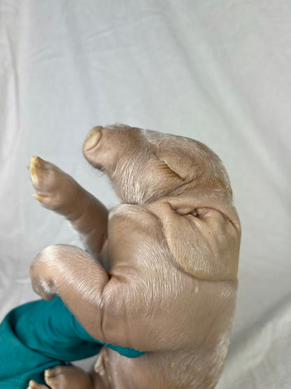 Reserved For Mariah - Wet Specimen Piglet with Congenital Disorders