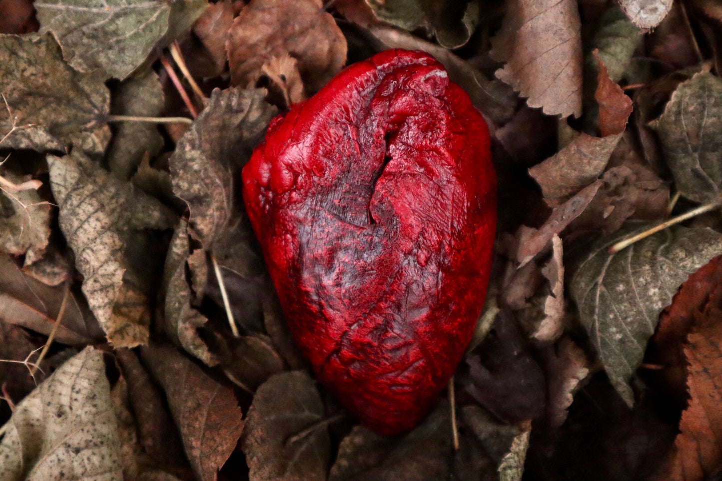 Dry Preserved Lamb Heart