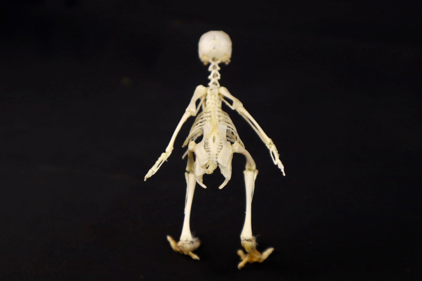 Sub-Adult Chicken Articulation in Glass Display Case