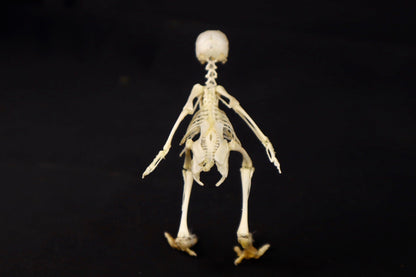 Sub-Adult Chicken Articulation in Glass Display Case