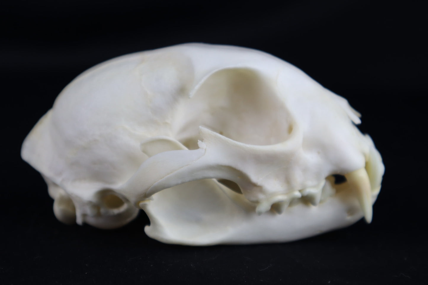 Reserved for Amberley Levine - Alaskan Lynx Skull