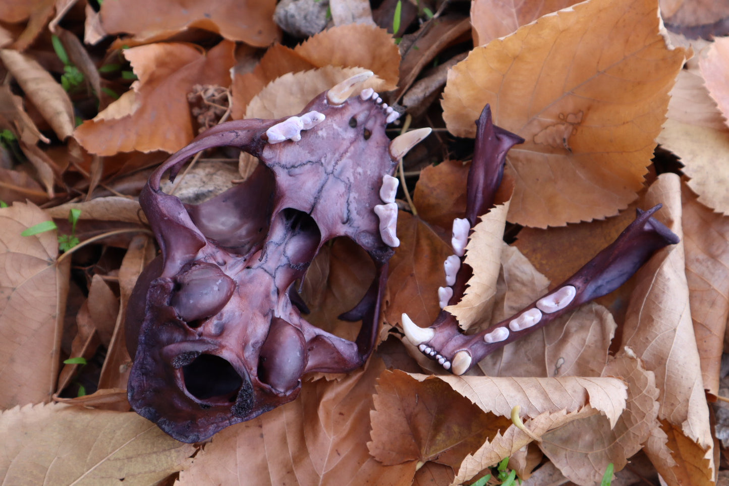 Reserved for Kristina - Naturally Stained Alaskan Lynx Skull