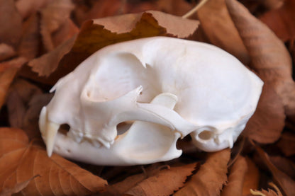 Alaskan Lynx Skull