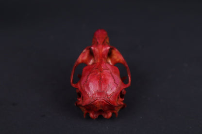 Naturally Stained Muskrat Skull
