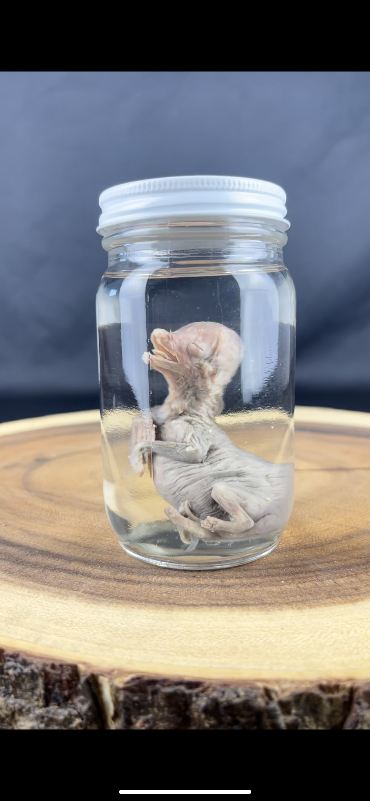 Reserved for Coffinherass - Wet Specimen Coyote Fetus