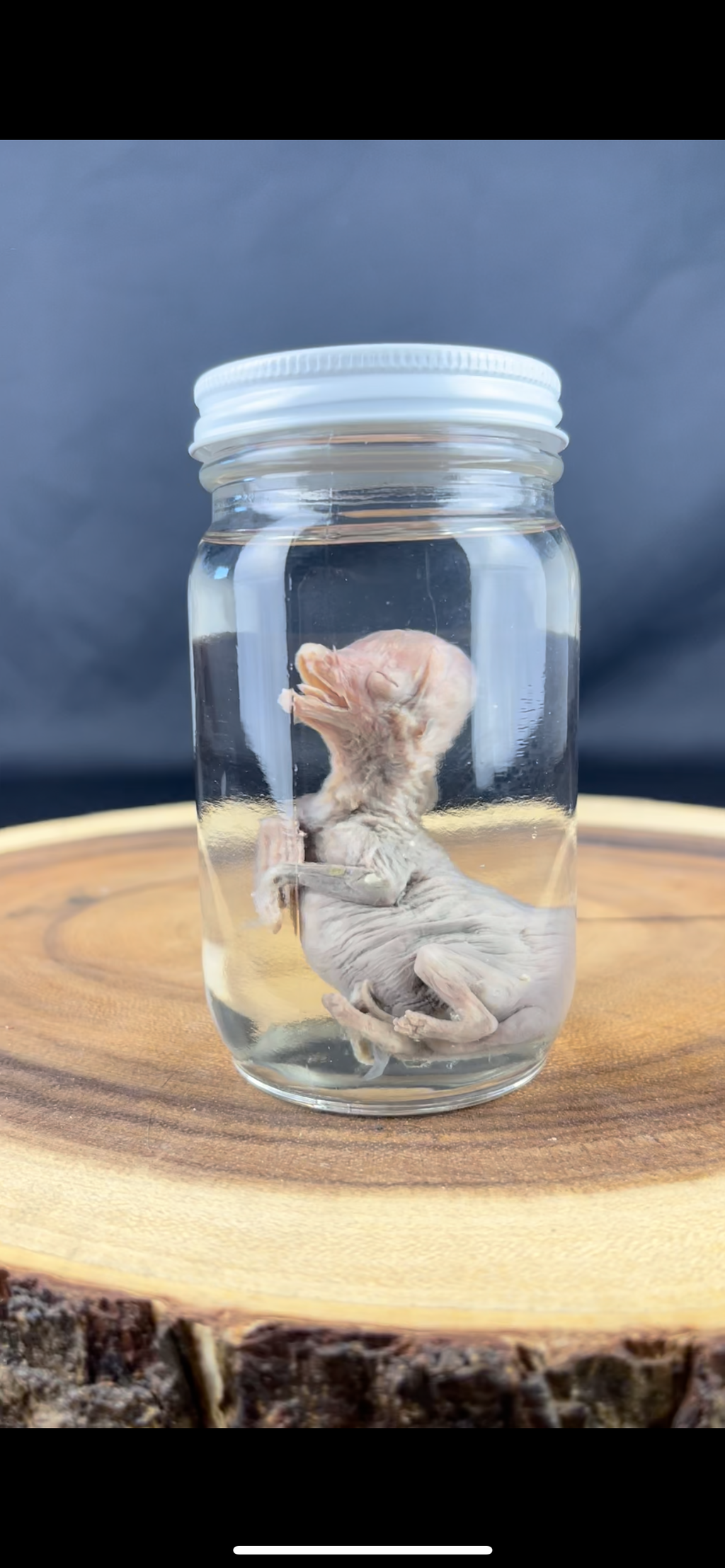 Reserved for Coffinherass - Wet Specimen Coyote Fetus