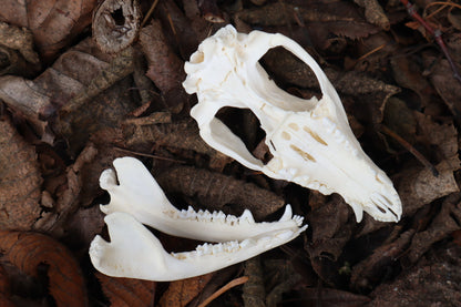 Opossum Skull