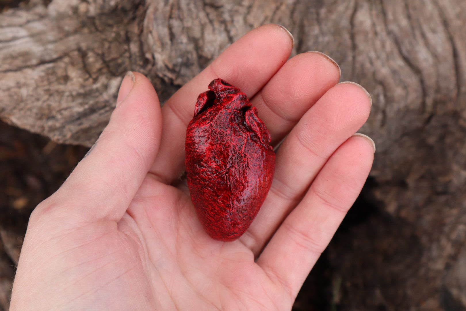 Reserved for Taryn - Dry Preserved Bobcat Heart