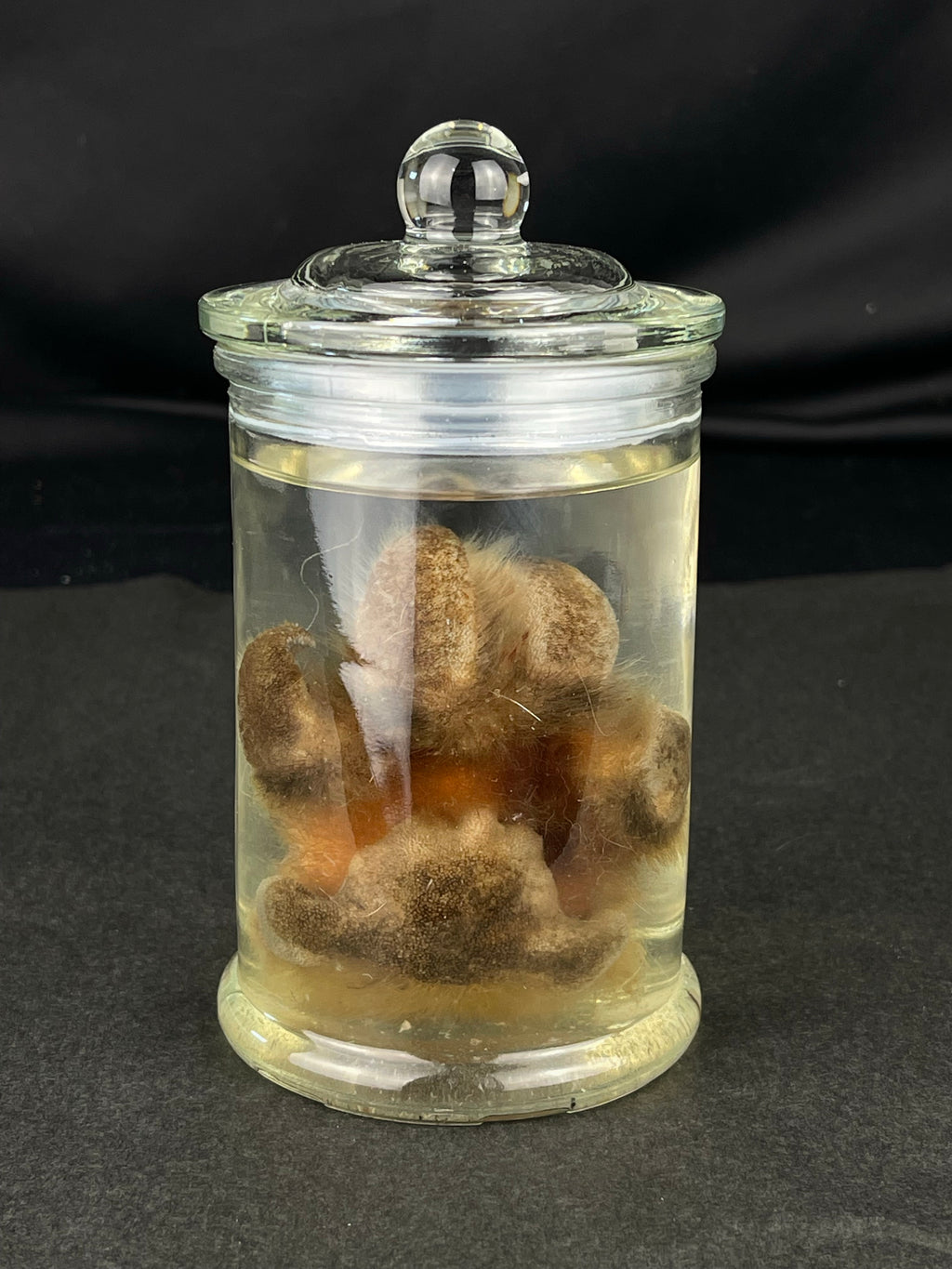 Reserved for The Vanity Witch -  Wet Specimen Northern Rocky Mountain Timber Wolf Paw Pads