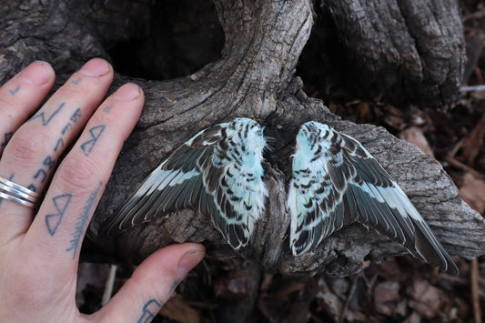 Dry Preserved Parakeet Wings