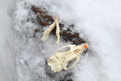 Rat Skull